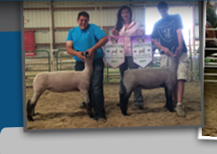 Freeman Livestock